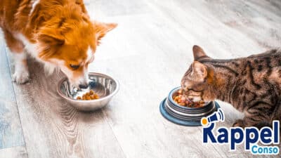Ces croquettes contaminées pour chiens et chats font l’objet d’un rappel produit urgent dans la France entière