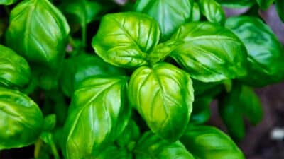 Adieu les insectes : cultivez ces plantes dès mars pour vous en débarrasser tout cet été