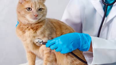Les vétérinaires alertent sur cette erreur fatale que tous les propriétaires de chats font sans le savoir