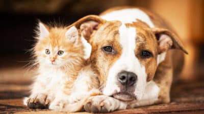 26 millions de Français ont cet animal de compagnie, or il perturbe réellement le sommeil