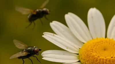 Cette plante populaire qui paraît inoffensive est à bannir de chez vous: elle attire les mouches