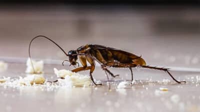 La plante que vous devez bannir chez vous : elle sera remplie de cafards et il sera trop tard