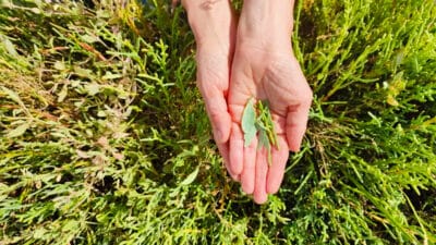Le danger caché de cette plante que de nombreux Français cueillent au printemps