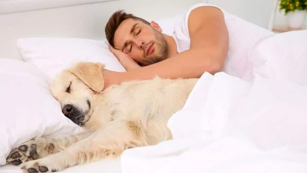 Les personnes qui dorment avec leurs animaux de compagnie ont ces 7 caractéristiques selon les psychologues