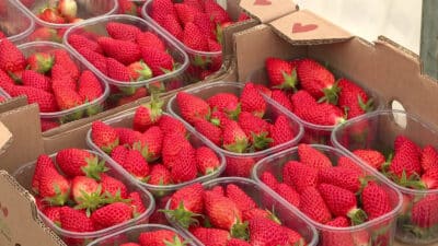 Des experts alertent : les fraises sont les plus contaminées par des pesticides